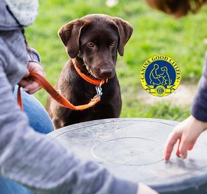 Dog Trainers Workshop and Boarding