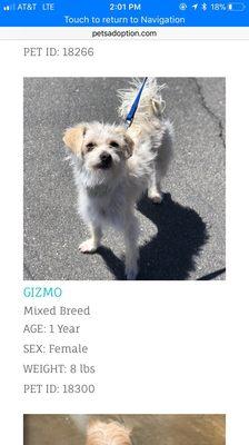 The terrier formerly known as Gizmo