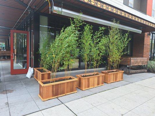 Golden Crookstem bamboo at "That Brown Girl Cooks", restaurant 1600 E. Madison St, Seattle