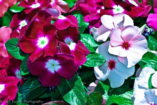 Happy Valley Towne Center flowers