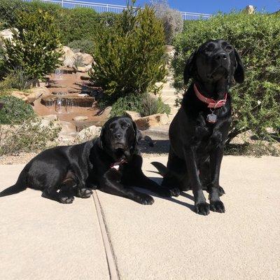 They can even keep our water feature clean with these two stomping around like it's their own personal playground!