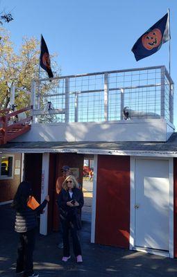 Upon paying $23pp to enter their kids zoo, you're greeted with goats on the roof. Animal feed is 25 cents