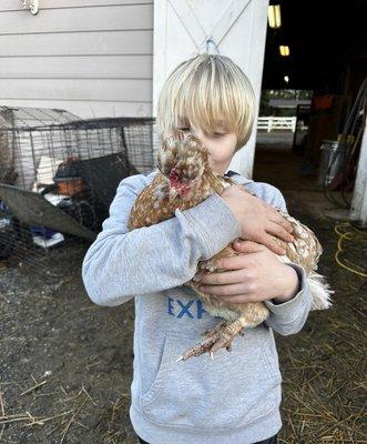 Chicken cuddles