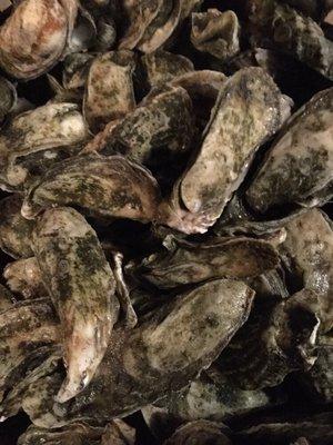 Fresh local oysters come soon because oyster harvests end March 31st.