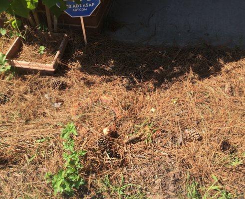 This is the planter in front of my home.