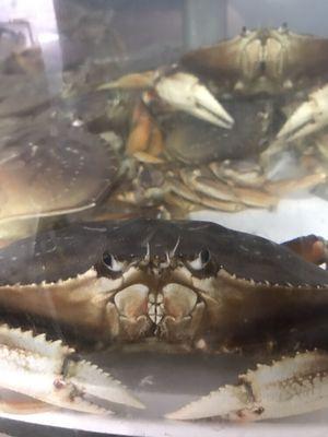 Want to cook your own? We sell live crab!