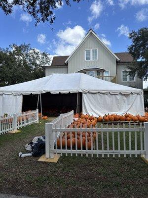 Pumpkin Patch setup 2024