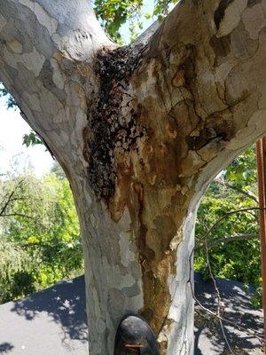 Sycamore with shot hole borer infestation.