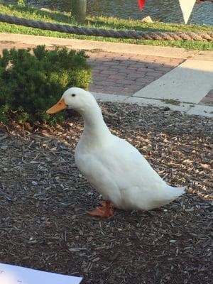 Ducks on the patio