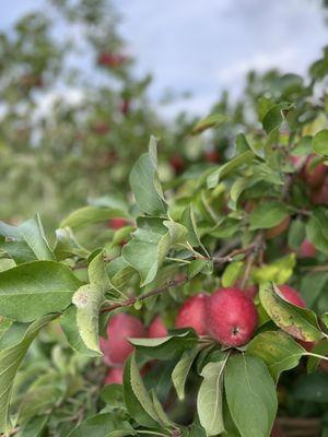 Aamodt's Apple Farm