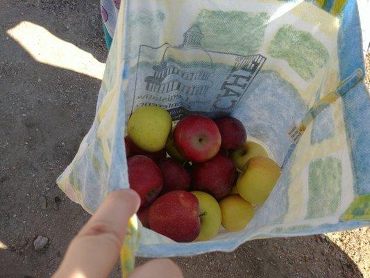 Big bag of apples we picked ourselves.  10 pound minimum.