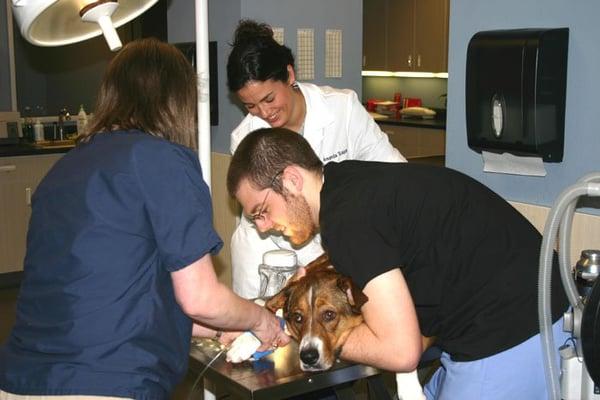 Dr. Sapp and Joe restraining a dog for catheter placement