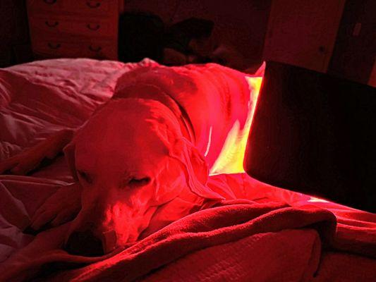 Red Light Therapy - great for pets. Senior dog- treating aches, pains of aging. Feels good to them. Eases pain/reduces inflammation.