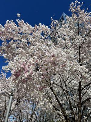 Spring blossoms