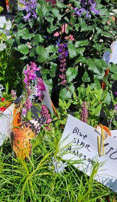 Some of the plants I saw at the Tulsa Farmer's Market. This is a market to put on your bucket list.