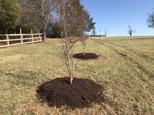 River-birch trees just planted by John from Mary's Garden.