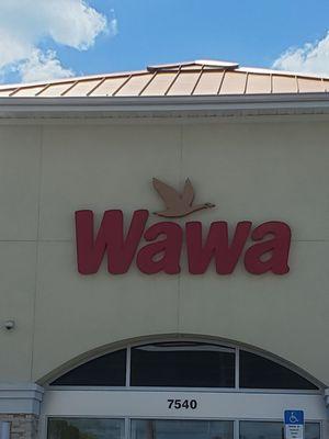 Wawa!