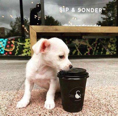 Pups Love Sip & Sonder!