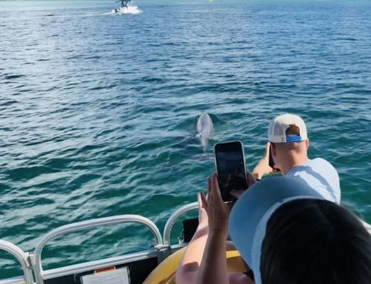 Enjoy the abundant wildlife while taking our  Destin Boat Ride.