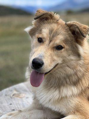 Off leash Lobo