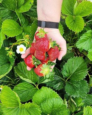 Freshly picked strawberries. They taste better than they look.