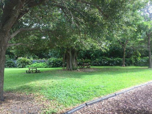 Shady area with a Banyan and picnic tables