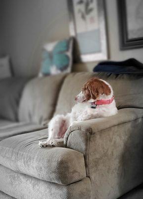 My girl Peaches almost 9 is a beautiful Brittany Spaniel