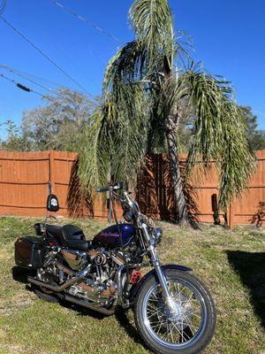 99 Harley Davidson Sportster