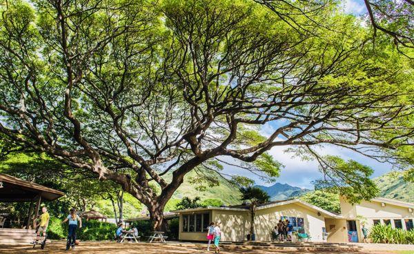 Honolulu Waldorf School