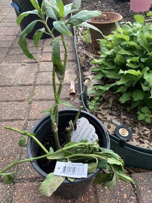 One of the two milkweed plants with pesticides