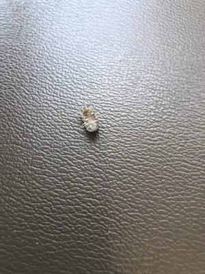 This bug fell on me at McDonalds on Clark/Pratt in Rogers Park when I was sitting at booth...   it must be part of their desert package..