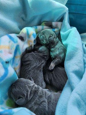 Frenchie Puppies