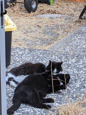 Loki with his pal outside