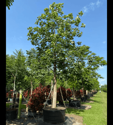 Brachychiton acerifolius, flame tree