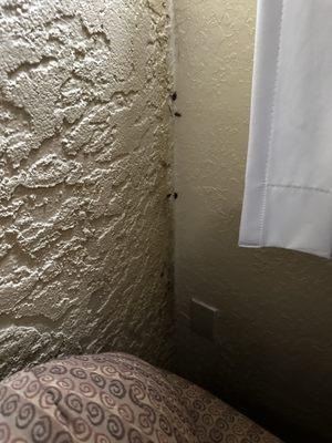 Look at the bottom of photo. Cockroaches climbing the wall.