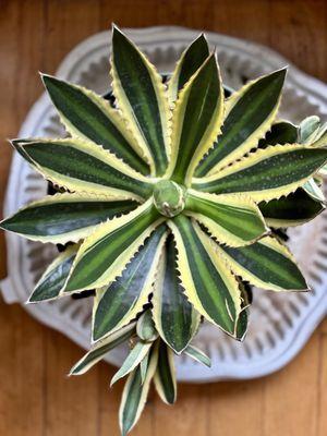 Agave lophantha Quadricolor