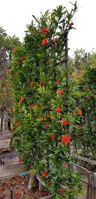 Pleached or espaliered Pomegranate trees