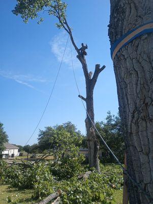 Leo Tree Service