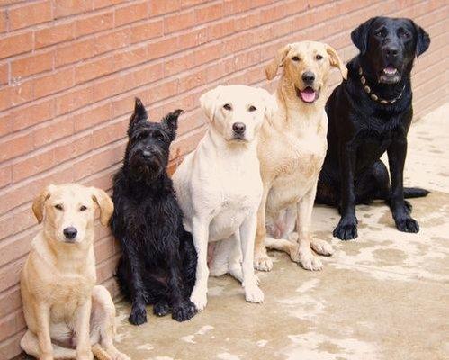 www.901dogs.com Collierville Dog Training The Polished Pooch Group Photo