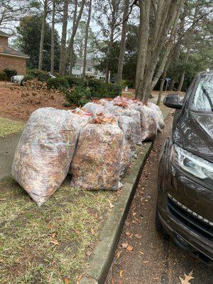 Here's all the bags that they removed from the yard