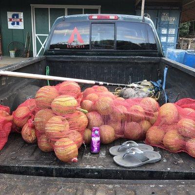 Freshly harvested ulu (bread fruit)