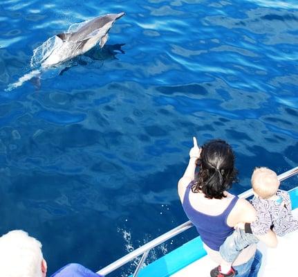 Common Dolphin Putting On Show