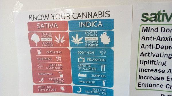 Characteristics of Sativa vs Indica