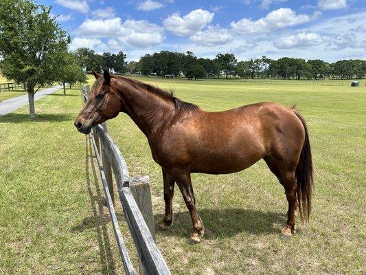 Dark brown horse