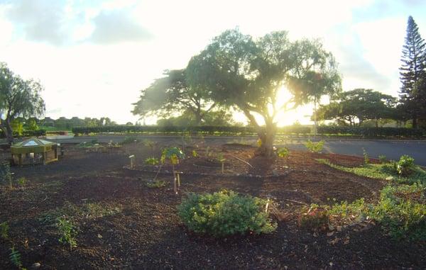 Waikoloa Dryland Wildfire Safety Park - Our Firewise Demo Garden Using Native Dryland Plants