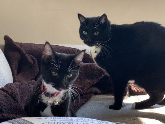 Christmas the cat (left) with her new brother Halloween.