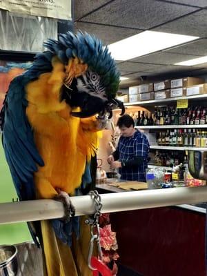 Why wouldn't there be a parrot in a liquor store?