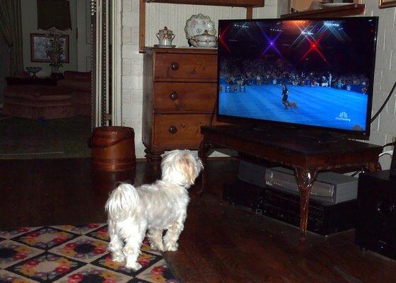 Roxie watching the dog show.