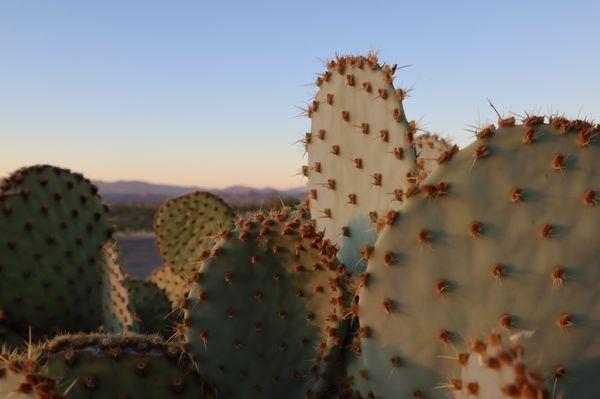 Cacti on Property at Sunset