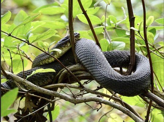 Harmless snake sleeping in a tree.